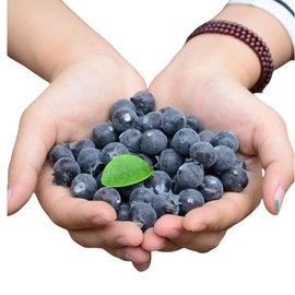 Rikyo 50 Blueberries Artificial Fruits, Realistic Lifelike Blue Foam Fruits, Kitchen Decor, 2cm, 50 Count