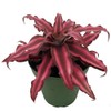 Fire Mystic Earth Star Plant - Cryptanthus - Easy -