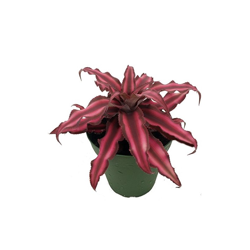 Fire Mystic Earth Star Plant - Cryptanthus - Easy -