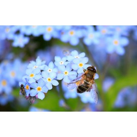 Black Duck Brand Set of 13 Flower Seeds - Perfect for Starting a Home Garden - Features Our Top Varieties - Made in The USA (13)