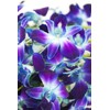 eflowerwholesale - Premium Cut Blue Orchids (10 stems Orchid with
