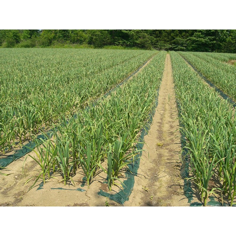 Chitose Foods Aomori Prefecture Grated Garlic, 3.5 oz (100 g)