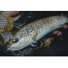 Balzer Black Jack Trout UL Carbon Trout Rod UL (2.10