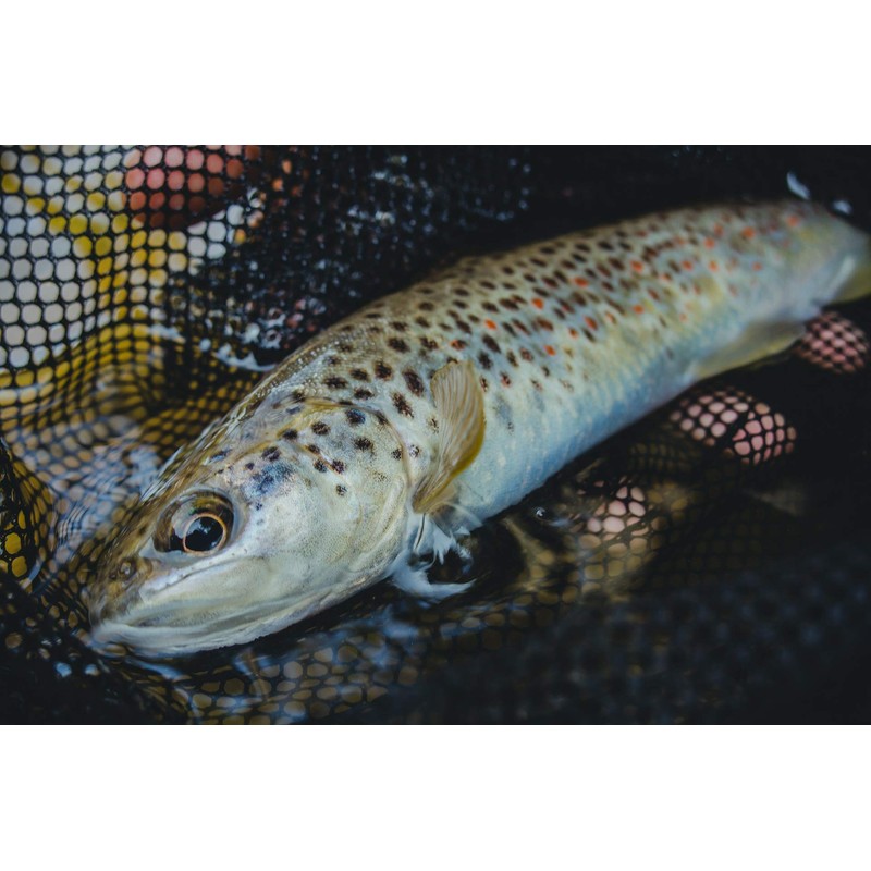 Balzer Black Jack Trout UL Carbon Trout Rod UL (2.10