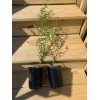 Shrubs Privet Bush/Hedges - 18” 3-Pack Tall Bareroot Plants -