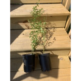 Shrubs Privet Bush/Hedges - 18” 3-Pack Tall Bareroot Plants - Ligustrum x ibolium