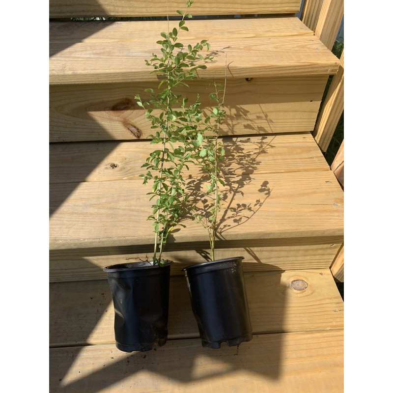 Shrubs Privet Bush/Hedges - 18” 3-Pack Tall Bareroot Plants -