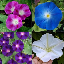 100+ Annual Ipomoea Seeds for Planting - Ipomoea Seeds Outdoors Perennial Heirloom Open Pollinated