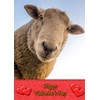 Sheep Animal Valentines Day Card