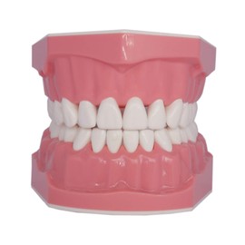 Dental Teeth Model Typodont for Brushing Flossing Practice Demonstration Teaching Studying 1:1 Standard Size