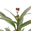 American Plant Exchange Live Milkweed Plant, Host for Monarch Butterflies,