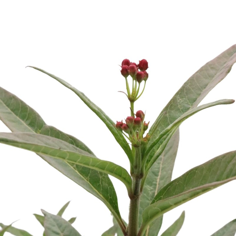 American Plant Exchange Live Milkweed Plant, Host for Monarch Butterflies,