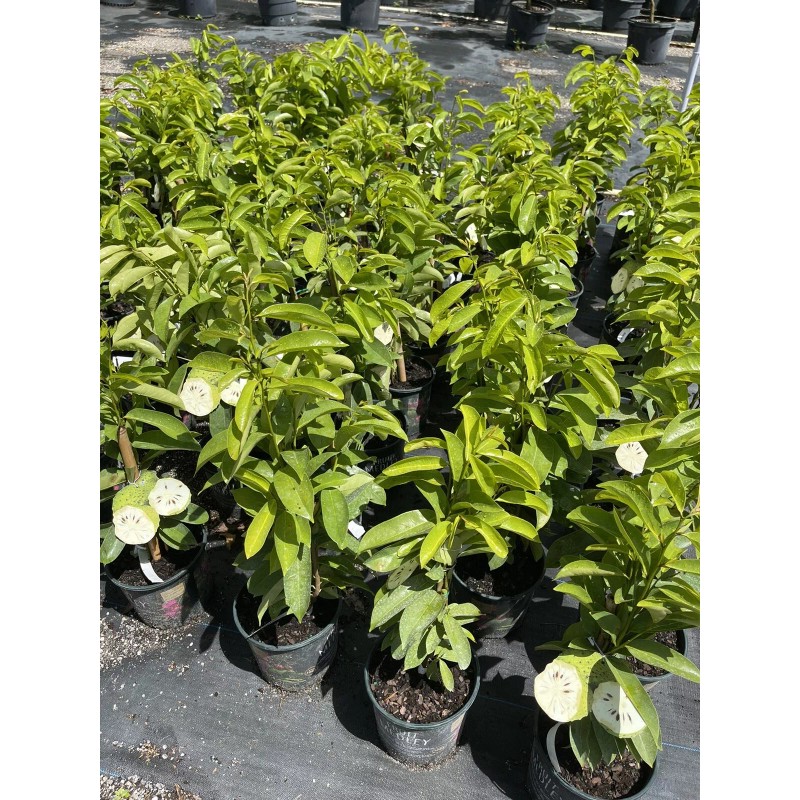 Tree SOURSOP TREE (Guanabana) Cây Mãng Cầu Xiêm. 2+ Feet