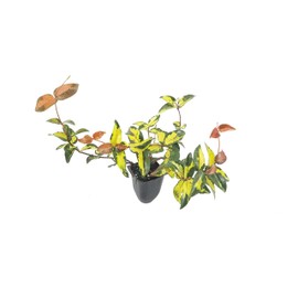 Jasmine Summer Sunset - 3 Live Plants - Trachelospermum Asiaticum - Colorful Groundcover Vine