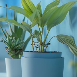 GANAZONO Set de 8 Soportes para Tallos de Plantas en plástico Negro, Resistentes a la deformación, con instalación Sencilla, para Plantas trepadoras y bonsáis en Interiores