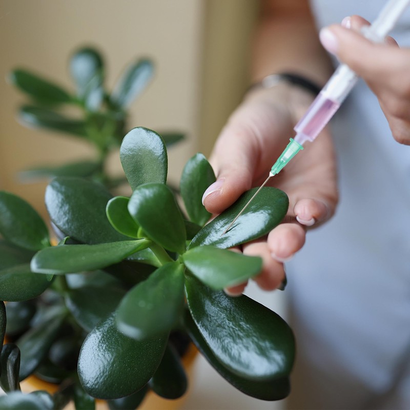 Searvgrh 23 G 38mm Needle (100-Pack),Injection Needles Luer Lock Scientific