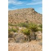 Pure Herbs: Yucca - 1 oz.