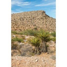 Pure Herbs: Yucca - 1 oz.