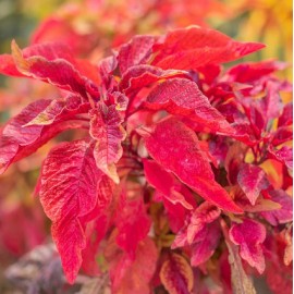 Axel's Garden Seeds Red Garnet Amaranth Seeds | Heirloom & Non-GMO | Fresh Garden Seeds - 150 Seeds