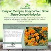 Outsidepride Tall Sierra Orange African Marigold Seeds for Planting -