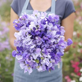Sweet Pea Seeds - Blue Mix - Packet - White/Purple Flower Seeds, Open Pollinated Seed Attracts Bees, Attracts Butterflies, Attracts Pollinators, Easy to Grow & Maintain, Fragrant, Container Garden