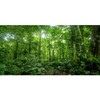 AWERT 48x18 inches Terrarium Background Tropical Aquarium Background Green Huge
