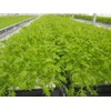 T Co-Lab Professional Grow Mat (Rock Wool) 23mm x 23mm