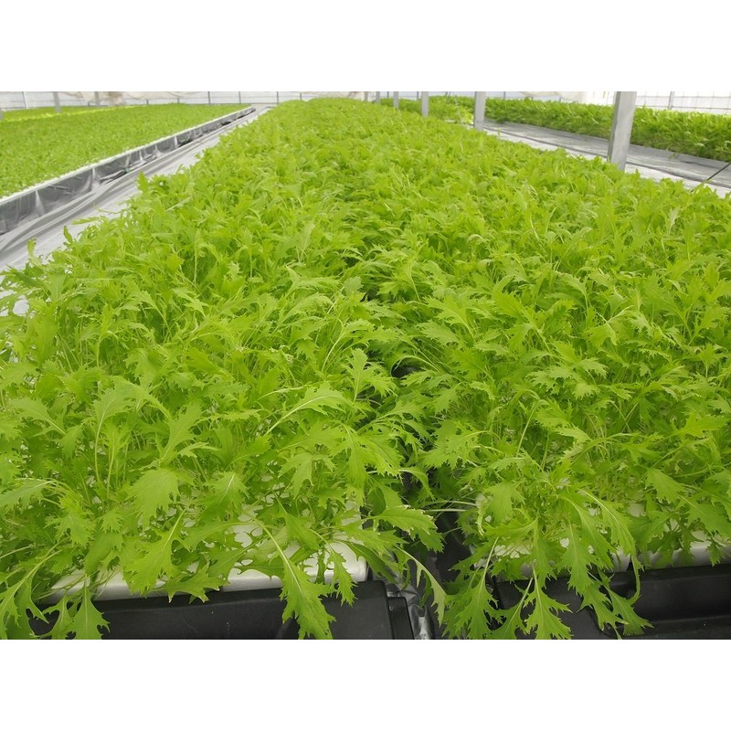 T Co-Lab Professional Grow Mat (Rock Wool) 23mm x 23mm