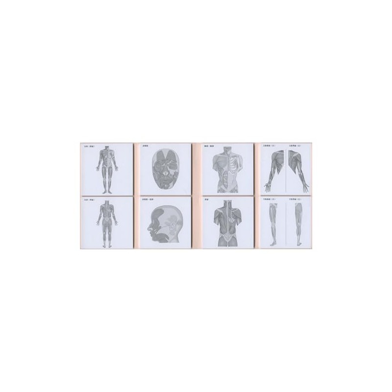 Paper Seasons FS-SST008 Sticky Note Study Tips [Muscle] Sticky Notes