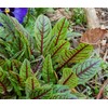 RAISE ME UP: Seeds Red-Veined Sorrel Bloody Dock Non GMO