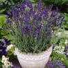 Outsidepride Lavender Hidcote - 1000 Seeds