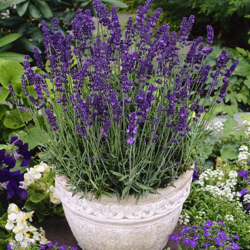 Outsidepride Lavender Hidcote - 1000 Seeds