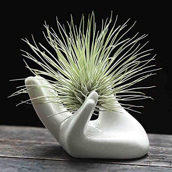 Dahey Air Plant Holder Cute Ceramic Mini Hand Shape Stand