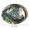 Wish Well Natural Abalone Shell 5.5-6 Inch Large with Wooden
