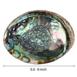 Wish Well Natural Abalone Shell 5.5-6 Inch Large with Wooden Stand - Incense Holder and Sage Smudge Bowl for Cleansing, Smudging, and Meditation - Palo Santo Holder & Beautiful Home Decor