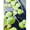 25 Frogbit - Freshwater Aquarium and pond Floating plant