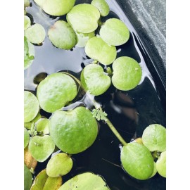 25 Frogbit - Freshwater Aquarium and pond Floating plant
