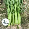 KS 200+ pcs TRIPLE-STEM WATER SPINACH SEEDS, Ong Choy, Kangkong,