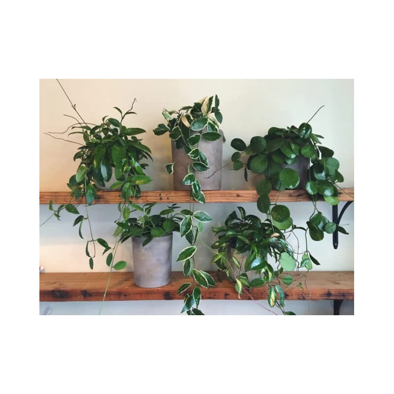 Premium Potting Mix for Hoya Plants by Gardenera - Promote