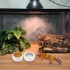 3 Pack Small Reptile Feeding Bowl Ceramic Food and Water