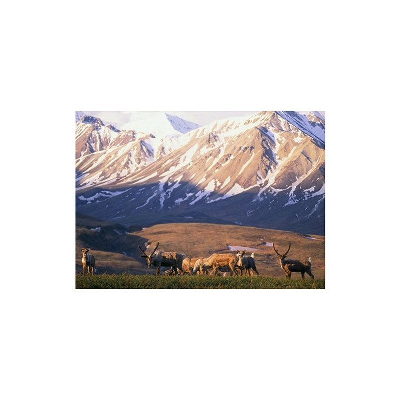 Expeditionen ins Tierreich - Abenteuer Yukon [2 DVDs]