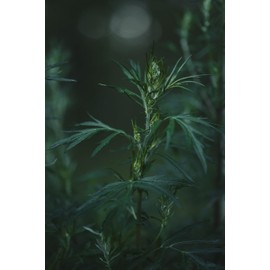 Mugwort Tea - Dried, Cut Artemisia Vulgaris Herb - 100% Riverside Wormwood, Felon Herb, Chrysanthemum Weed - Net Weight: 1.0oz/28.5g