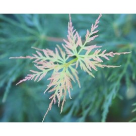 Emerald Lace Green Laceleaf Weeping Japanese Maple – Fastest Growing Green Weeping Variety – 4-Year Live Tree in Pot – Beautiful Landscape Accent Tree