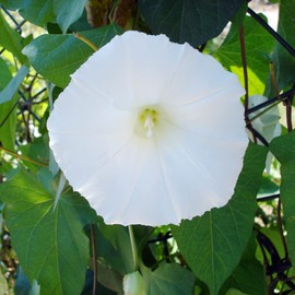 White Morning Glory Seeds Evergreen Attract Hummingbirds Climber Drought & Salt Tolerant Ground Cover Low Maintenance Container Trellis 50Pcs Flowe Seeds by YEGAOL Garden