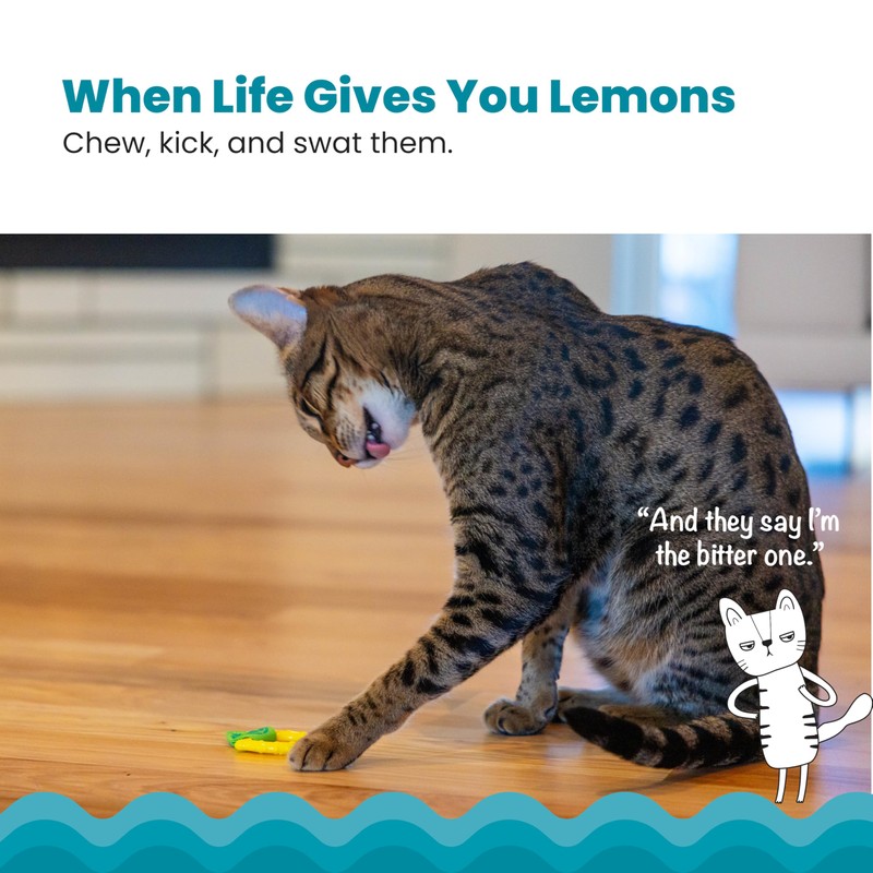 Catstages Dental Lemon Teether, Soft and Textured Cat Chew Toy,