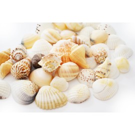 Florida Shells and Gifts Inc. 1/2lb (50) Indian Ocean Shell Mix (1"-2"/25-50mm) Beach Decor Ocean Art Craft