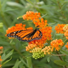 40 Butterfly Milkweed Seeds Asclepias tuberosa Native Perennial for Monarchs