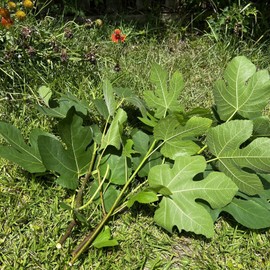 Green Remedios Fresh Organic Fig Leaves One Dozen 12 Leaves