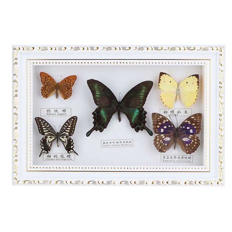 Exquisite Butterflies Insect Specimen Craft Birthday Gift Home Decor Ornament