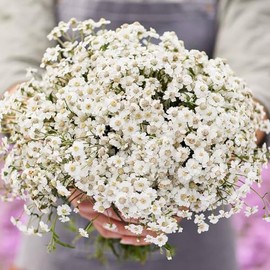 Yarrow Seeds - The Pearl - Packet - White Flower Seeds, Open Pollinated Seed Attracts Bees, Attracts Butterflies, Attracts Hummingbirds, Attracts Pollinators, Fragrant, Container Garden